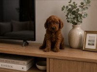 MUHTEŞEM MİNİK KÖPEKLER
