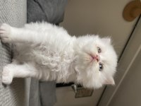Sahiplendirilmeye hazır bebekler british longhair