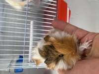 Guinea pig yavrularımız
