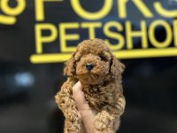 Poodle yavruları
