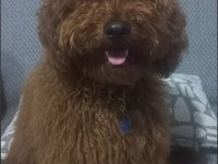9 aylık poodle tüm aşıları kontrolleri yapıldı