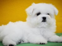 Petmode Köpek Çiftliğinden Tea Cup Kore Kan Maltese