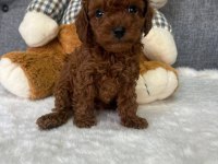 TOY POODLE YAVRULAR AŞILI SAĞLIKLI