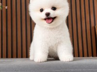 Irk ve sağlık garantili pomeranian boo bebekler