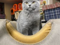 Ankaranın en sevimli british shorthair bebekleri