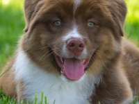 Çok güzel ve kaliteli border collie yavruları