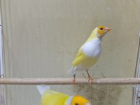 Golden finch