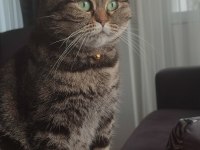 Scottish Straight Golden Tabby
