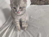 British shorthair erkek 28 nisan doğumlu