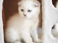 Scottish fold yavru kediler