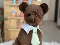 Toy poodle yavru