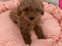 TOY POODLE YAVRULARI