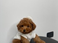 Toy Poodle Orijinal Köpeğimiz