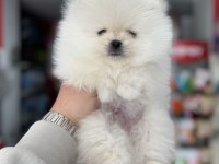Pomeranian Kar Beyaz Yavrumuz