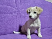 Kayseri Yavru Köpeğimiz