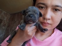 Cane Corso Yavrularımız