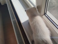 British Shorthair Erkek Yavru