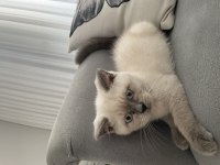 Yavru british shorthair yeni yuvasına hazır
