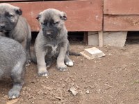 Orjinal saf kangal yavru