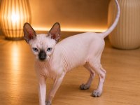 Safkan Sfenks (Sphynx/Canadian Sphynx) Yavruları