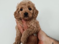DÜNYA TATLISI MALTİPOO KALİTELİ BEBEKLER