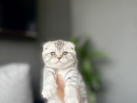 SCOTTISH FOLD YAVRULARIM 