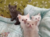 Sevimli Mi Sevimli British Shorthair Oyuncular