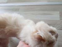 British longhair cana yakın