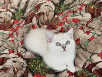 Bluepoint Masmavi Göz Bebek British Shorthair