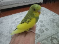 Sarı prenses muhabbet kuşu
