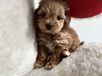 Teacup F1 Maltipoo