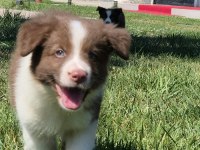 Birinci Sınıf Safkan Border Collie Yavruları 
