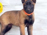 Ruhsatlı Resmi İşletmeden Taksit Avantajıyla Malinois