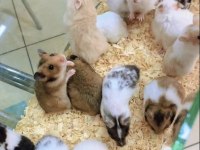 YOU ASK FOR A HAMSTER WELL BRİNG İT TO ANTALYA