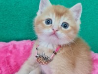 Showklas Kalitede Topaç Kafa British Shorthair Golden