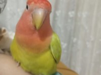 İSTER ÇİFT İSTER TEK SEVDA PAPAĞANLARI