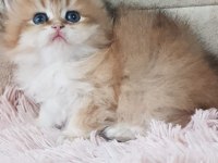 Ankaranın  en güzel golden longhair yavruları