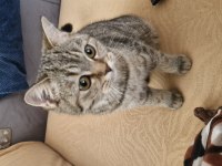 9 aylık dişi british shorthair bursa