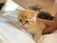 Adana içi acil sahiplendirme british shorthair melezi