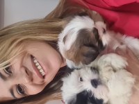 2 aylık dişi erkek morkie