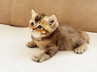 British Shorthair Golden