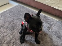 French bulldog 2 yaşında