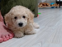 Maltipoo yavru