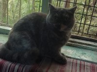 British shorthair dişi kısır kedimiz 1 yaşında