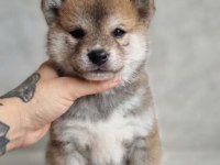 Özel Irk Shiba İnu bebekler