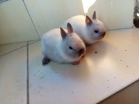 Cüce tavşan yavruları