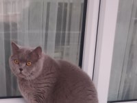 British Shorthair Dumanımızı Sahiplendiriyoruz