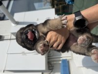 İki yavru köpeğimizi sahiplendirme