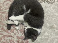 British shorthair kedimi çiftleştirmek istiyorum