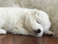 Şampiyon Samoyed Yavruları